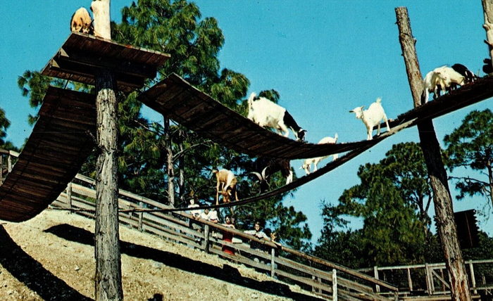 Floridaland - Vintage Postcard